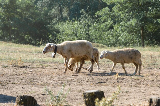 Schapen en geiten grazen op groen gras in de lente