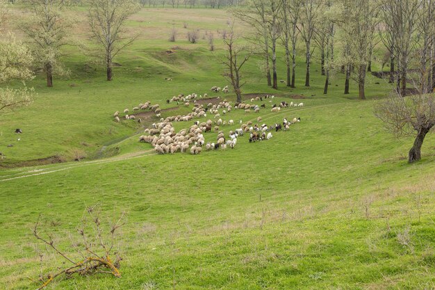 Schapen en geiten grazen op groen gras in de lentex9