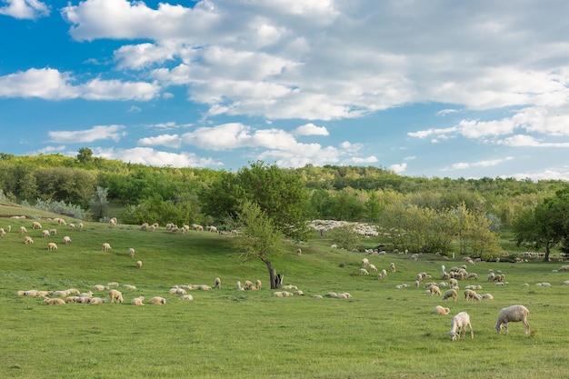 Schapen en geiten grazen op groen gras in de lentex9