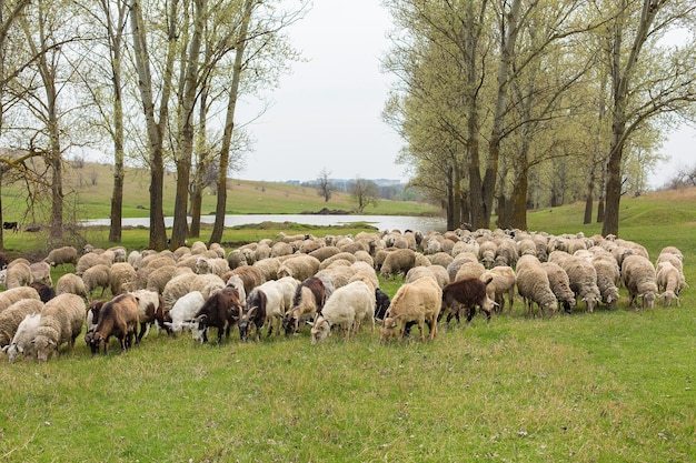 Schapen en geiten grazen op groen gras in de lentex9