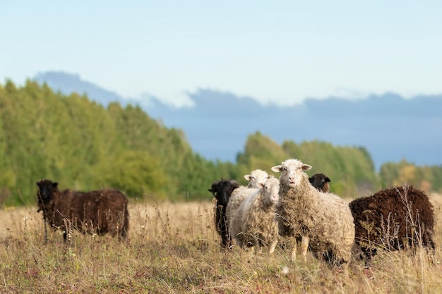 Schapen en lam op groen gras