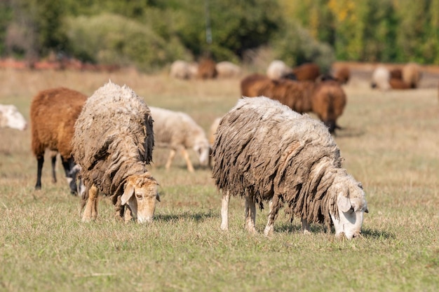 Schapen en lam op groen grasx9