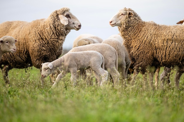 Schapen en lammen eten gras op de boerderij