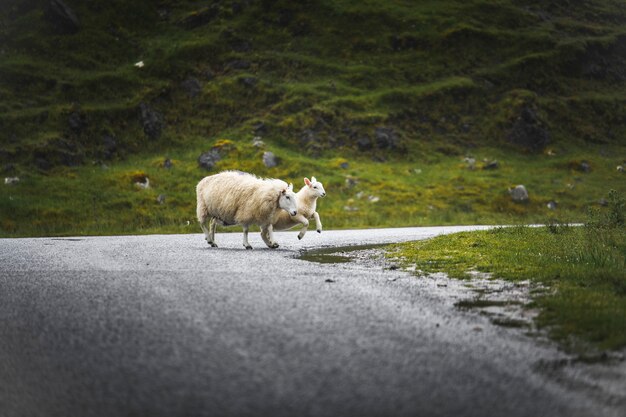 Schapen en lammeren die een weg oversteken