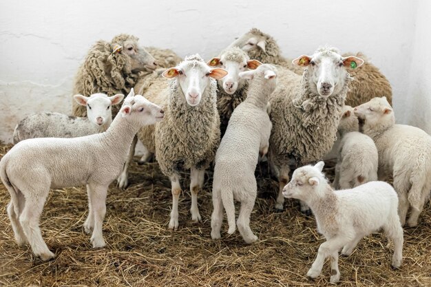 Schapen en lammetjes kijken naar de camera op de boerderij