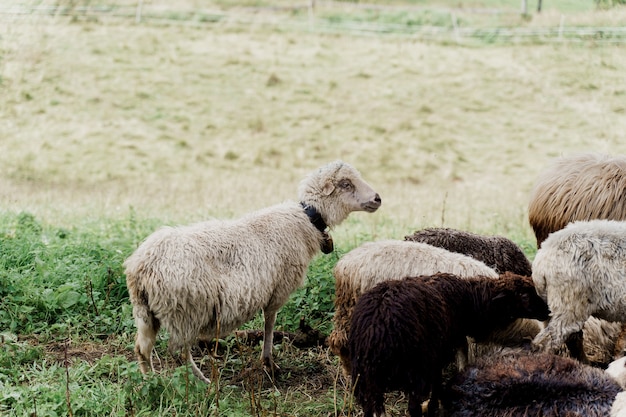 Schapen en rammen op het groene veld op de boerderij