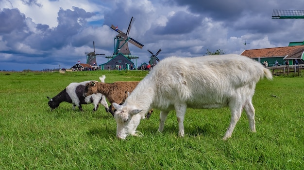 Schapen Geit dier