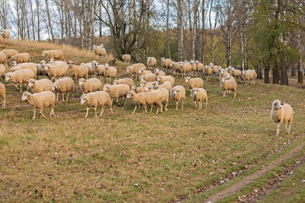 Schapen grazen in de heuvels Schapen bij zonsondergang