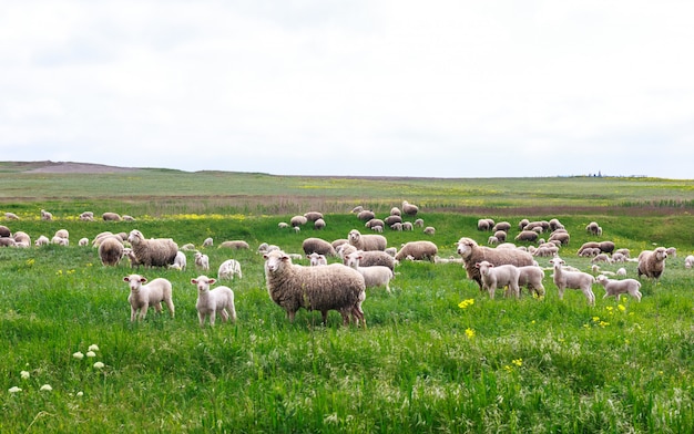 Schapen grazen in een weiland