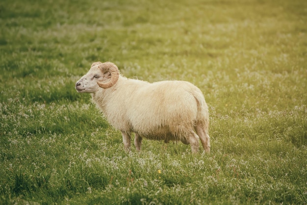 Schapen grazen in ijsland