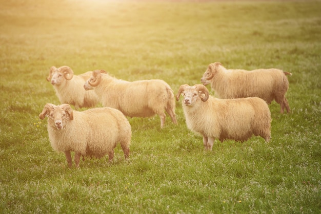 Schapen grazen in IJsland