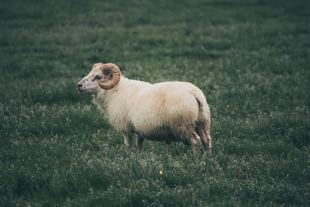 Schapen grazen in IJsland