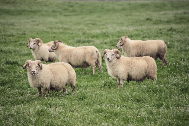 Schapen grazen in IJsland