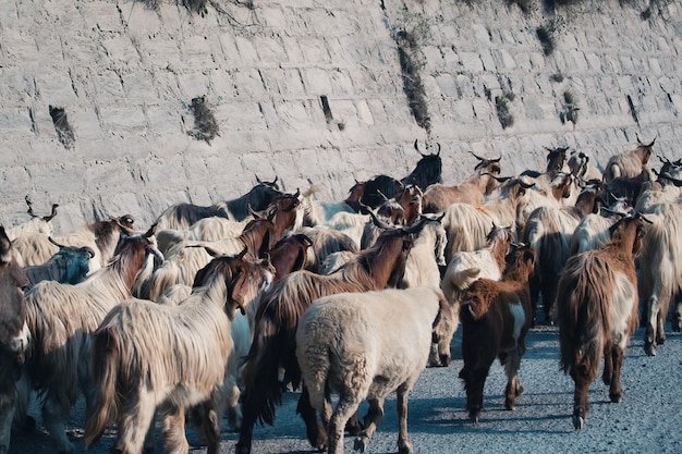 Schapen grazen in Noord-Pakistan