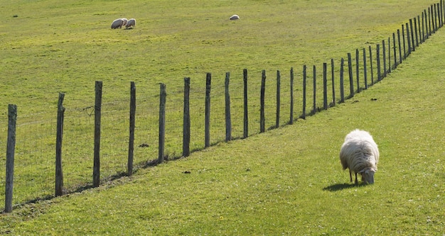 Foto schapen grazen op de weiden van het baskisch