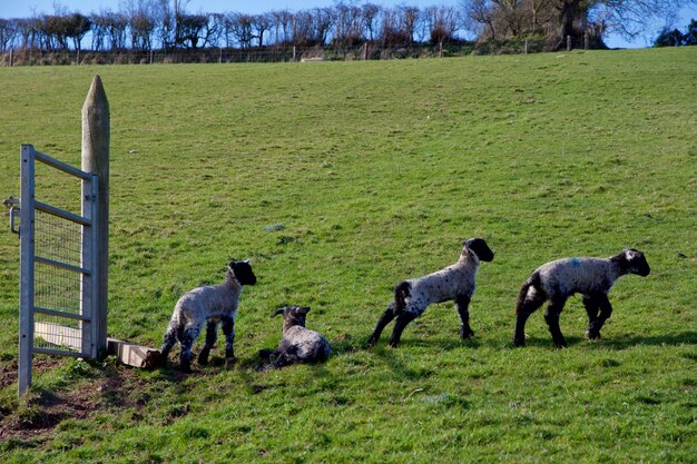 Foto schapen grazen op een grasveld