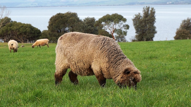 Schapen grazen op een grasveld