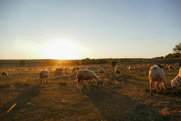 Schapen grazen op het veld bij zonsondergangschapen met kleurrijke kralen rond de nek close-up schapen