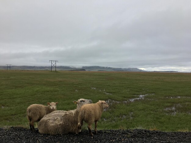 Foto schapen grazen op het veld tegen de lucht