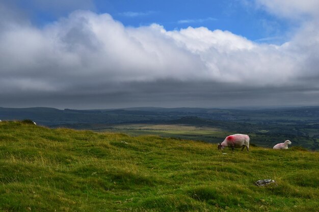 Foto schapen grazen op het veld tegen de lucht