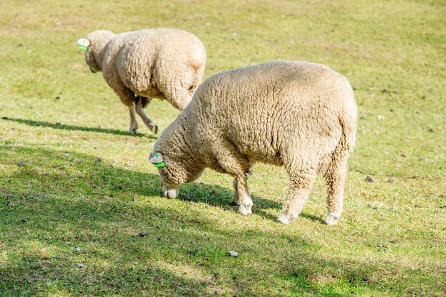 Schapen grazen op het veld