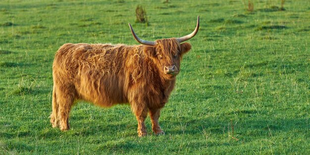 Foto schapen grazen op het veld