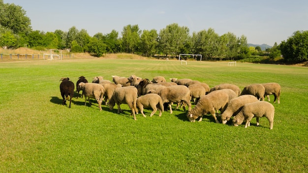 Schapen grazen op het veld