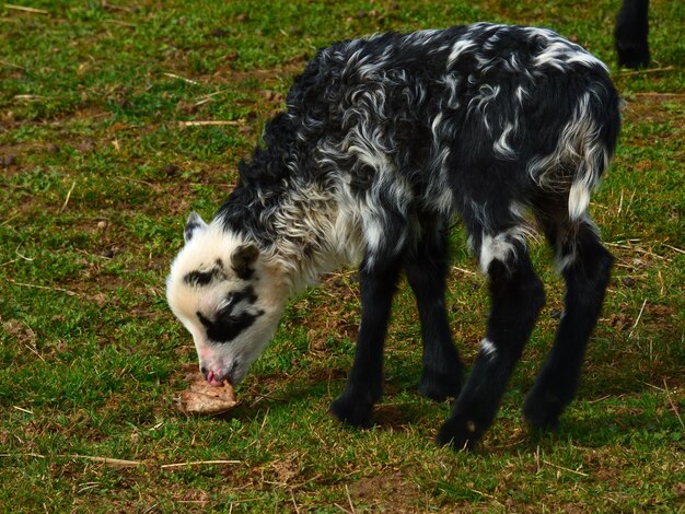 Foto schapen grazen op het veld