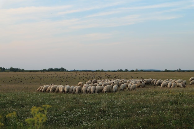 Schapen grazen op het veld