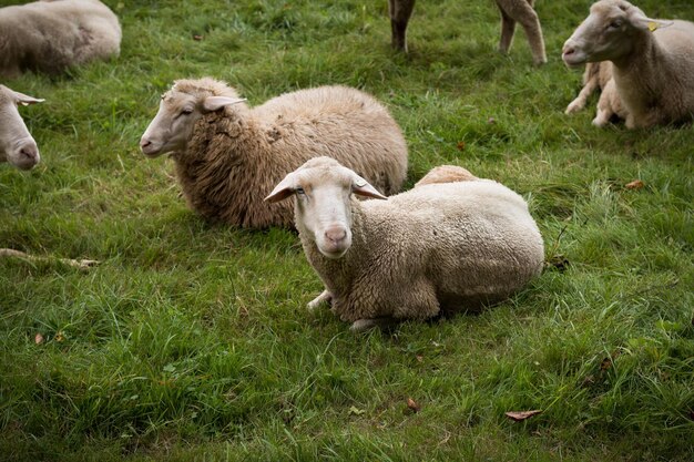 Foto schapen grazen op het veld