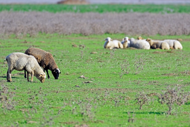 Schapen grazen op het veld