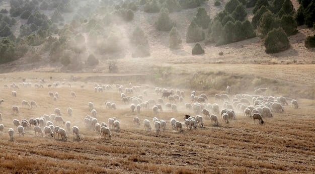 Schapen grazen op het veld