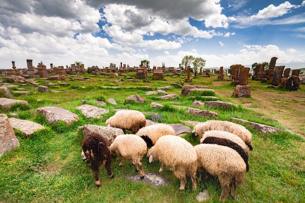 Schapen grazen op noratus-begraafplaats met khachkars, armenië