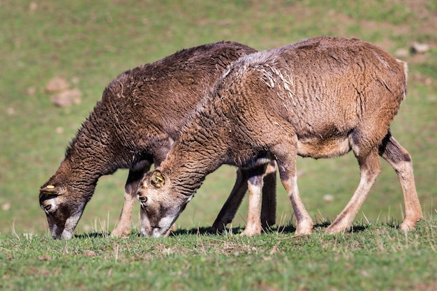 Schapen grazen