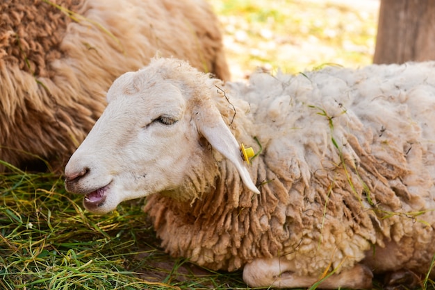 Schapen in boerderij