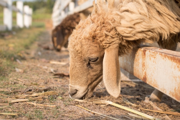 schapen in boerderij