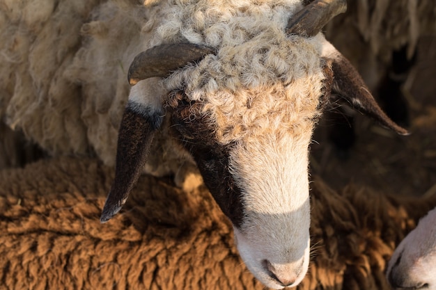 schapen in boerderij