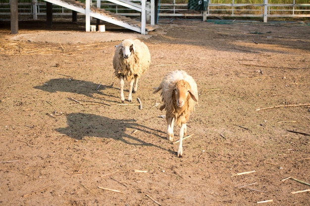schapen in boerderij