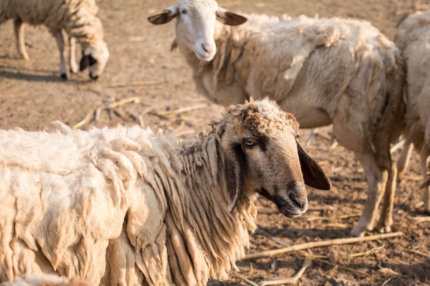 schapen in boerderij