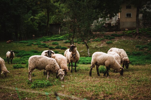 Schapen in de Alpen op een boerderij