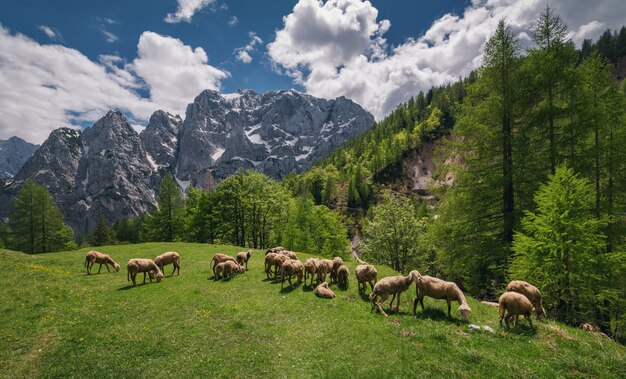 Foto schapen in de bergen van de julische alpen