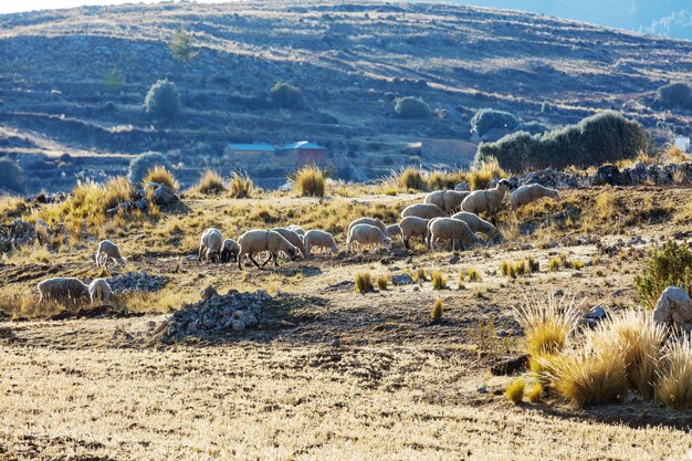 Schapen in de bergen