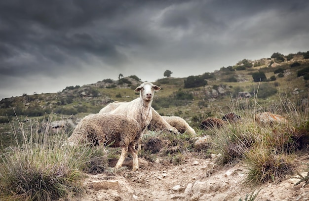 Schapen in de bergen