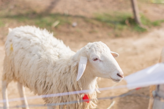 Schapen in de dierentuin