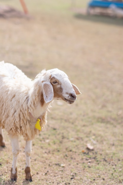 Schapen in de dierentuin