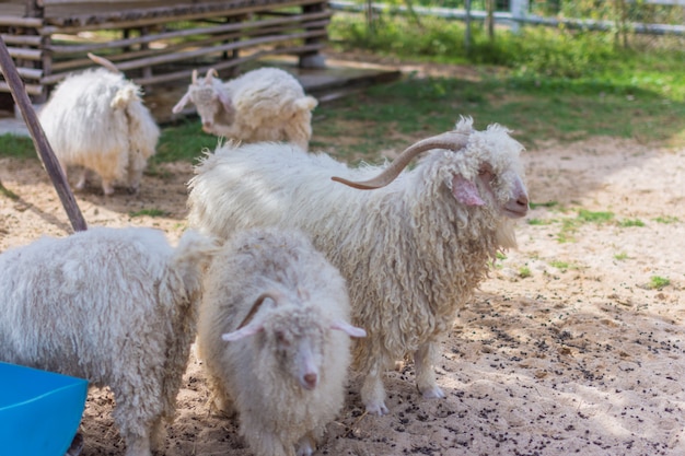 Schapen in de dierentuin