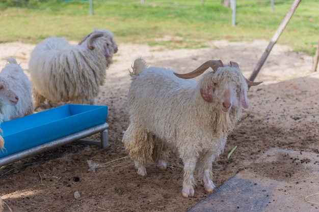 Schapen in de dierentuin