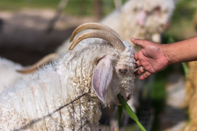 Schapen in de dierentuin