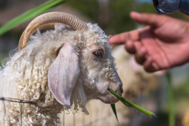 Schapen in de dierentuin