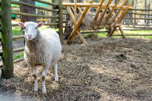 Schapen in de kraal. Schapen huisdieren op de boerderij.